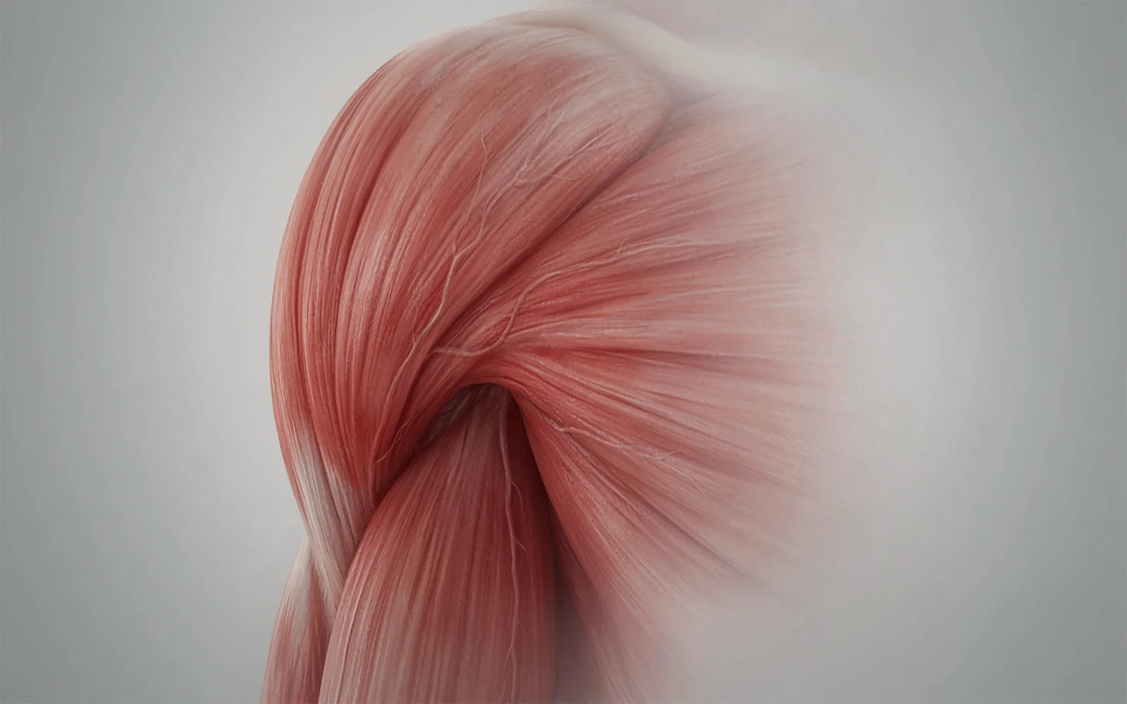 Muscle Is More Than Just Aesthetic: It Is an Endocrine Organ